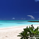 青い海とモンパの木