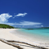 ビーチの流木と打ち寄せる波