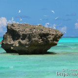 岩場にあるアジサシの営巣地-アウダウヌヒダ-