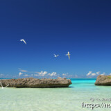 青空に舞うアジサシ-アウダウヌヒダ-