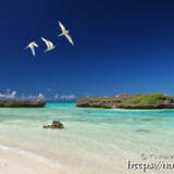 目の前を横切るアジサシ-アウダウヌヒダ-