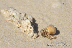 きれいな貝を背負ったヤドカリ-クウラビーチ