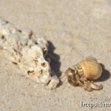 きれいな貝を背負ったヤドカリ-クウラビーチ