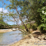 クウラビーチに行く道なき道