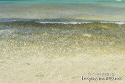 波と一緒に漂うミジュンの大群-クウラビーチ