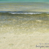 波と一緒に漂うミジュンの大群-クウラビーチ