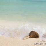 ヤシの実にぶつかる波-クウラビーチ