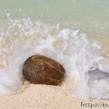 ヤシの実にぶつかる波-クウラビーチ