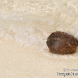 波に流されるヤシの実-クウラビーチ