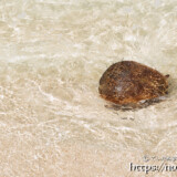 波に流されるヤシの実-クウラビーチ