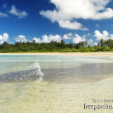 ビーチに現れたミジュンの大群-クウラビーチ