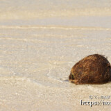 流れ着いたヤシの実-クウラビーチ