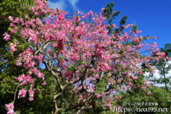 桜のような満開のトックリキワタ