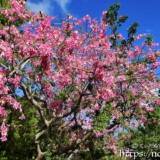 桜のような満開のトックリキワタ