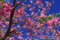 青空に散りばめられたピンクのお星様-トックリキワタ-