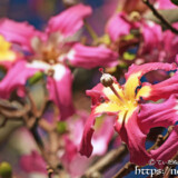 可愛いピンクの花-トックリキワタ-
