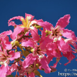 可愛いピンクの花-トックリキワタ-