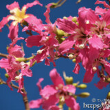 可愛いピンクの花-トックリキワタ-