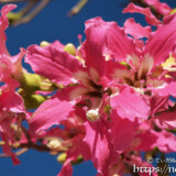 可愛いピンクの花-トックリキワタ-
