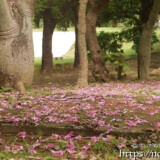 地面に落ちた花たち-トックリキワタ-
