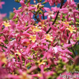 満開のピンクの花-トックリキワタ-