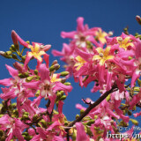 可愛いピンクの花-トックリキワタ-