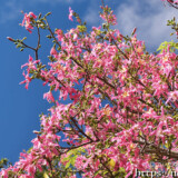 桜のような満開のトックリキワタ