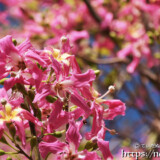 満開のトックリキワタの花