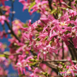 満開のトックリキワタの花