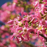 満開のトックリキワタの花