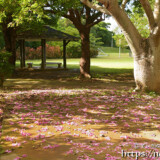 地面に落ちた花たち-トックリキワタ-