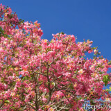 咲き乱れる満開の花-トックリキワタ-