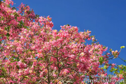咲き乱れる満開の花-トックリキワタ-