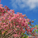 桜のような満開のトックリキワタ