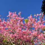 桜のような満開のトックリキワタ