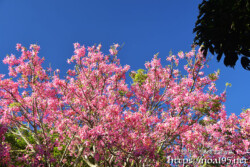 桜のような満開のトックリキワタ