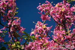 咲き乱れる可愛い花々-トックリキワタ-