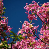 咲き乱れる可愛い花々-トックリキワタ-