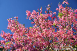 青空に映える満開の花々-トックリキワタ-