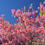 青空に映える満開の花々-トックリキワタ-