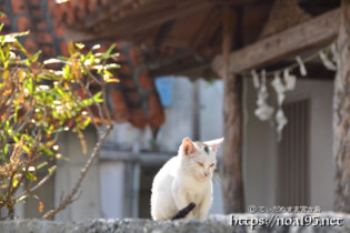 漲水御嶽の子猫-2015年