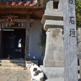 漲水御嶽の猫-2015年