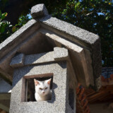 漲水御嶽の子猫-2015年