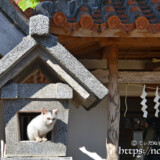 漲水御嶽の子猫-2015年