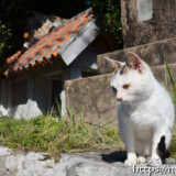 漲水御嶽の子猫-2015年