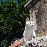漲水御嶽の子猫-2015年