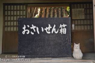 漲水御嶽の白猫-2015年