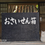 漲水御嶽の白猫-2015年