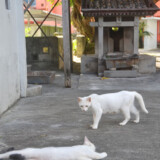 漲水御嶽の猫たち-2016年