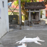 漲水御嶽の猫たち-2016年